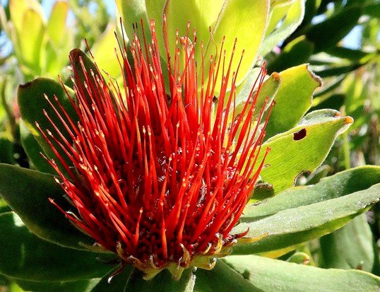 Leucospermum oleifolium old and red