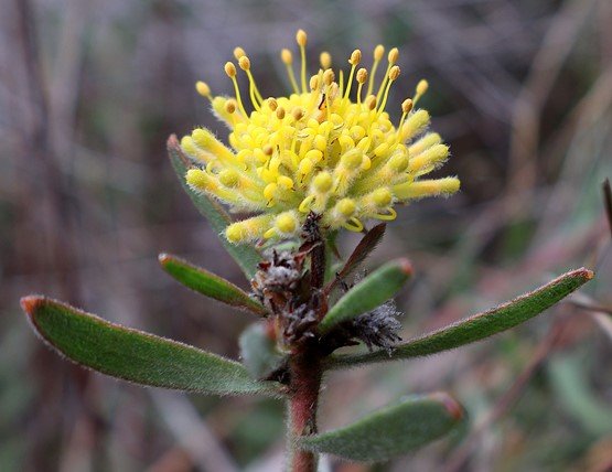 Leucospermum prostratum young flowerhead