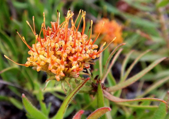Leucospermum prostratum old flowerhead