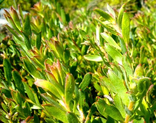 Leucospermum prostratum leaves