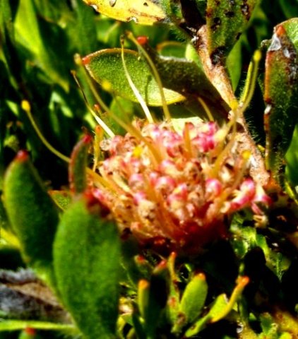 Leucospermum prostratum