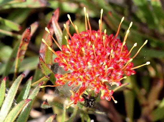 Leucospermum prostratum perianth segment curvature 