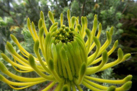Leucospermum reflexum var. luteum flowerhead early