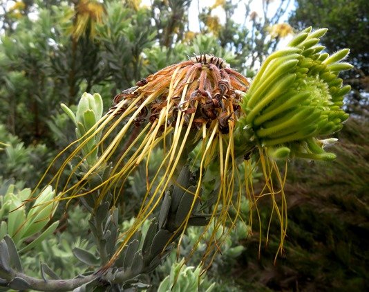 Leucospermum reflexum var. luteum two flowerheads