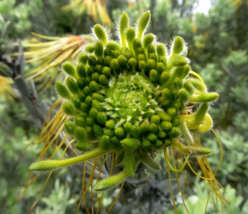 Leucospermum reflexum var. luteum flowerhead beginning