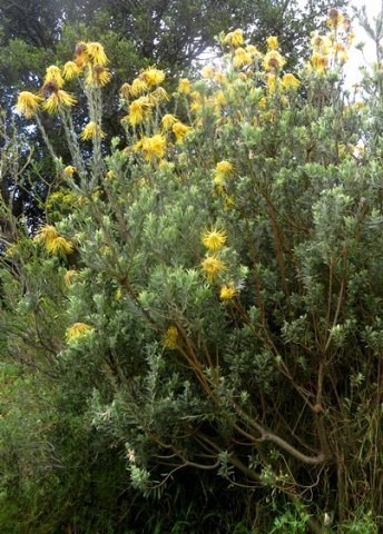 Leucospermum reflexum var. luteum
