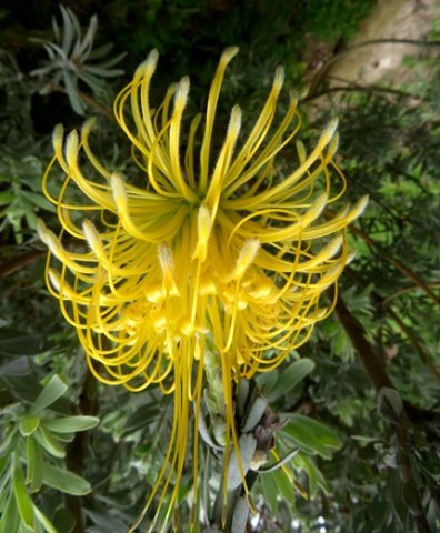 Leucospermum reflexum var. luteum flowerhead in its prime