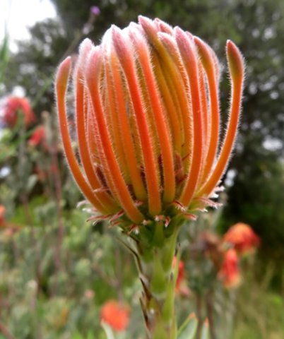Leucospermum reflexum var. reflexum flowerhead early