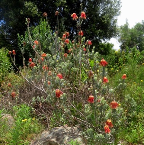 Leucospermum reflexum var. reflexum 