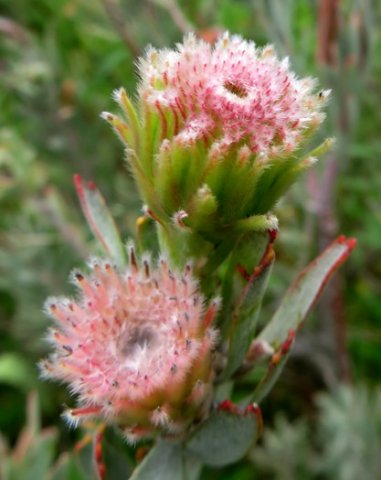 Leucospermum reflexum var. reflexum flowerhead bracts only