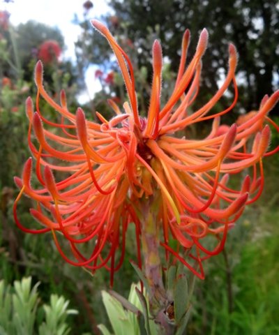 Leucospermum reflexum var. reflexum mischievous flowers