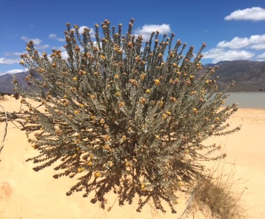 Leucospermum rodolentum habitat