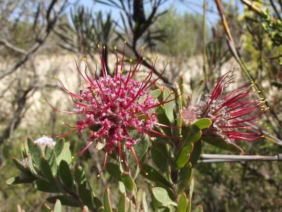 Leucospermum royenifolium