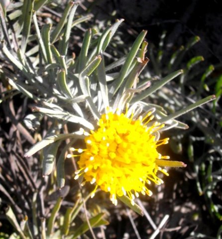 Leucospermum tomentosum flowerhead