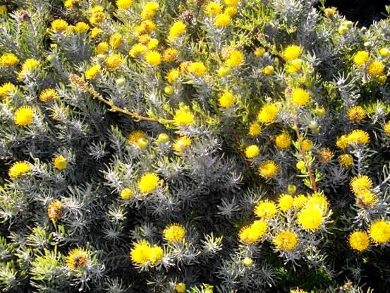 Leucospermum tomentosum in flower