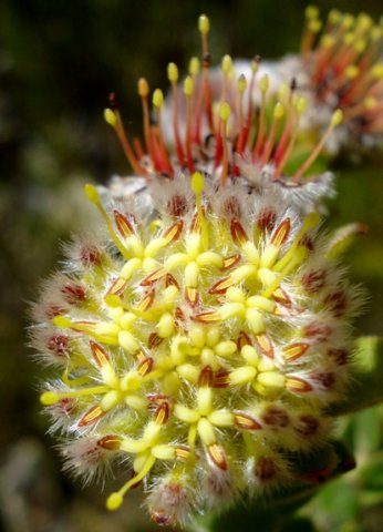 Leucospermum truncatulum caught in the act