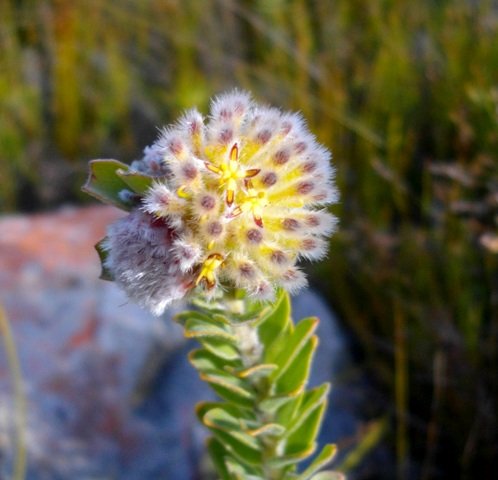 Leucospermum truncatulum, diverse capitulum developments