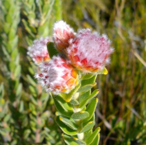 Leucospermum truncatulum beginnings of blooming