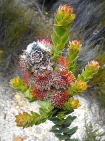 Leucospermum truncatulum, flowerheads old and new