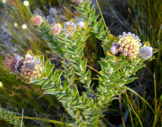 Leucospermum truncatulum flowerheads
