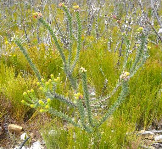 Leucospermum truncatulum sparsely branched