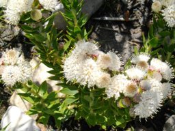 Leucospermum bolusii