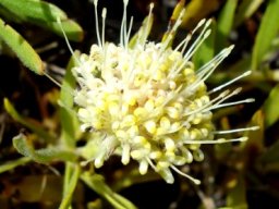 Leucospermum bolusii flowerhead
