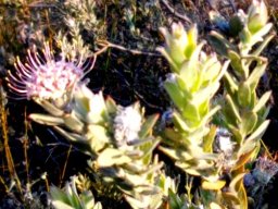 Leucospermum calligerum flowerhead and stem-tips