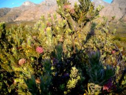 Leucospermum calligerum
