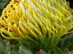 Leucospermum catherinae flowerhead half open