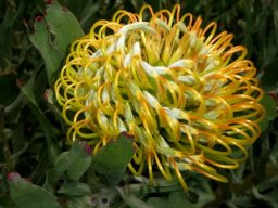 Leucospermum catherinae flowerhead ready to open