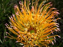 Leucospermum catherinae 