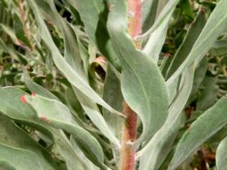 Leucospermum catherinae leaves