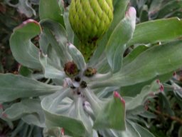 Leucospermum catherinae flowerhead beginning