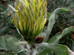 Leucospermum catherinae flowerhead grey-tipped