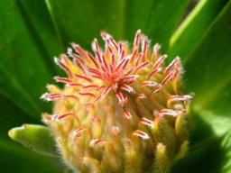Leucospermum conocarpodendron, early life of a flowerhead