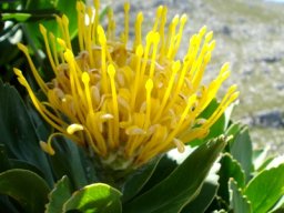 Leucospermum conocarpodendron, when all has gone well