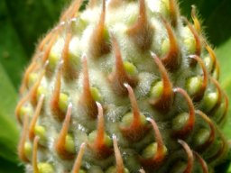 Leucospermum conocarpodendron, perianths appearing