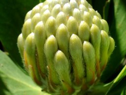 Leucospermum conocarpodendron, the Botany Beatles