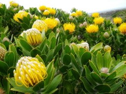 Leucospermum conocarpodendron subsp. viridum