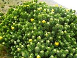 Leucospermum conocarpodendron subsp. viridum many stems