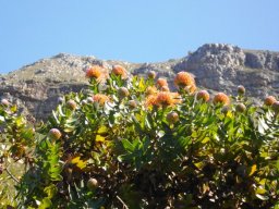 Leucospermum cordifolium