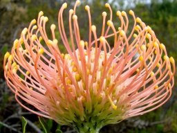 Leucospermum cordifolium in profile