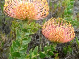 Leucospermum cordifolium arriving and arrived