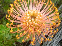 Leucospermum cordifolium from above