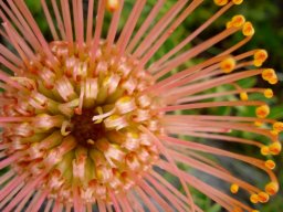 Leucospermum cordifolium birds eye close-up