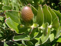 Leucospermum cordifolium budding beginnings