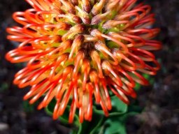 Leucospermum cordifolium highly strung styles
