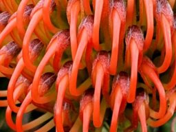 Leucospermum cordifolium budding styles nearly breaking free