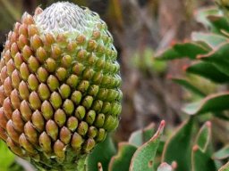 Leucospermum cordifolium budding early days